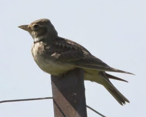 Kalandra zpvná (Melanocorypha calandra)