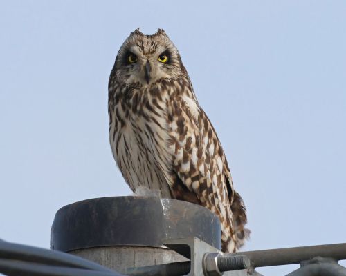 Kalous pustovka (Asio flammeus)