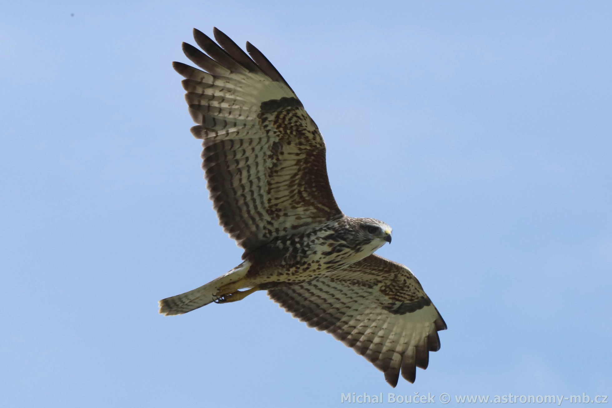Káně lesní (Buteo buteo)