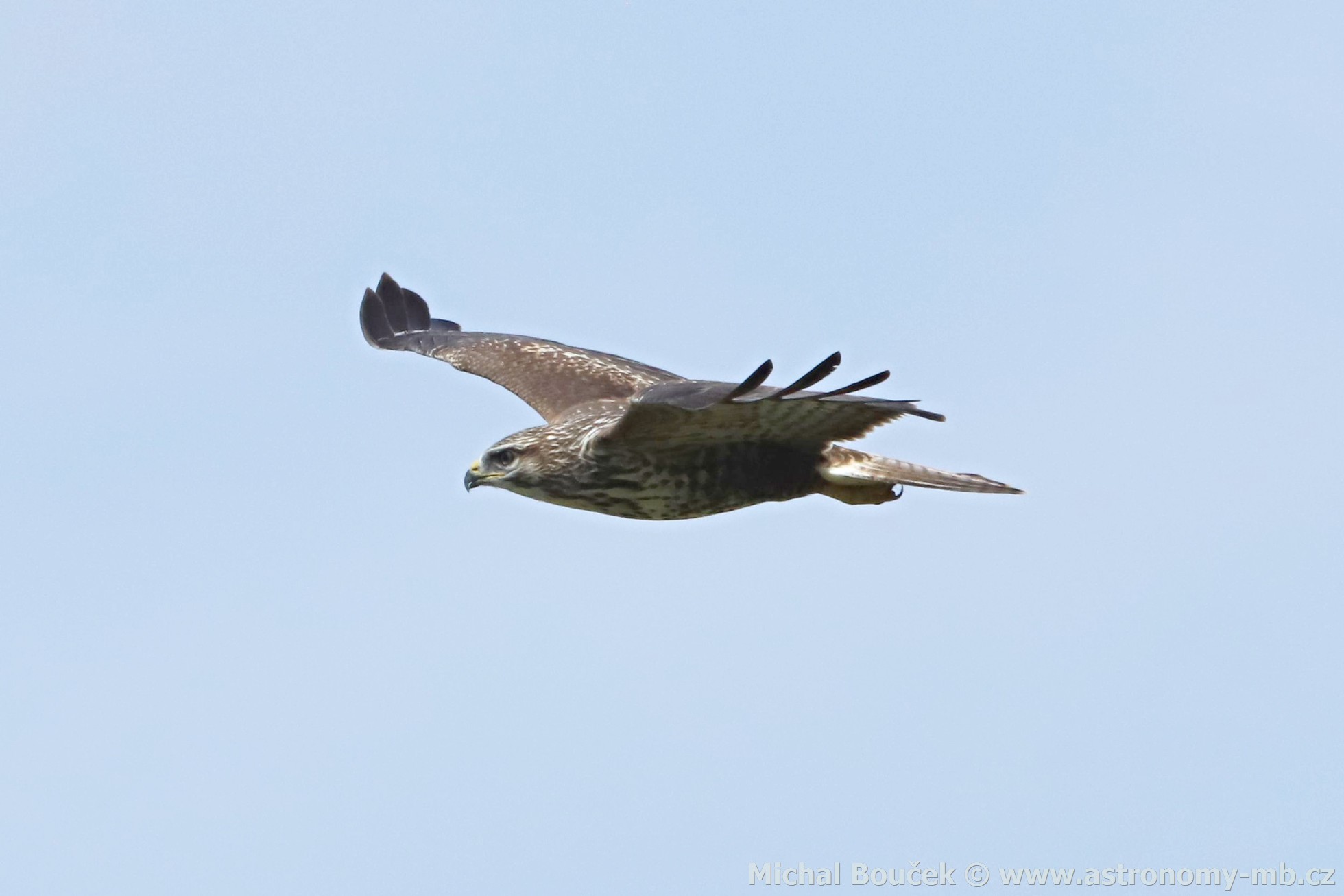 Káně lesní (Buteo buteo)