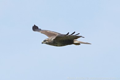 Kán lesní (Buteo buteo)
