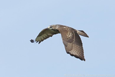Kán lesní (Buteo buteo)