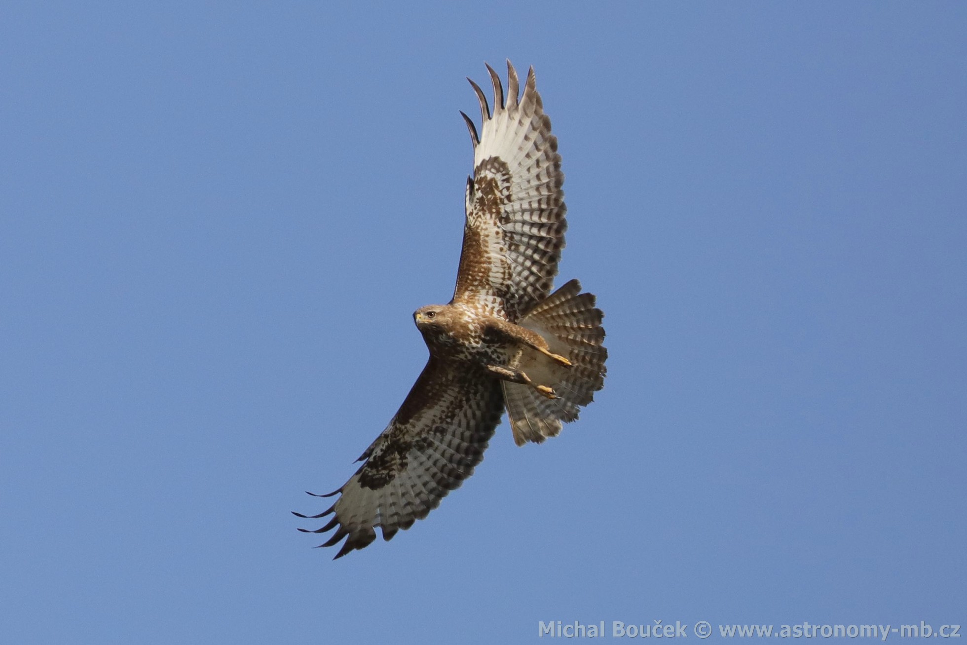 Káně lesní (Buteo buteo)