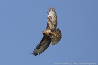 Kán lesní (Buteo buteo)
