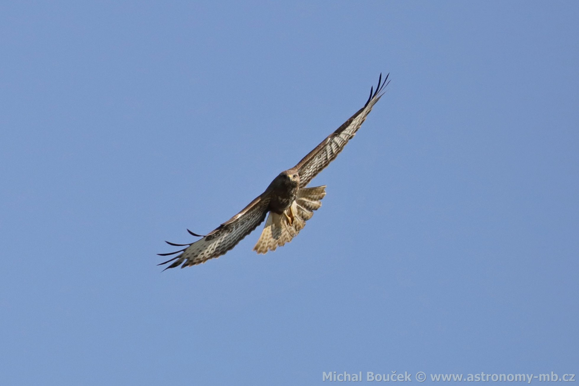 Káně lesní (Buteo buteo)