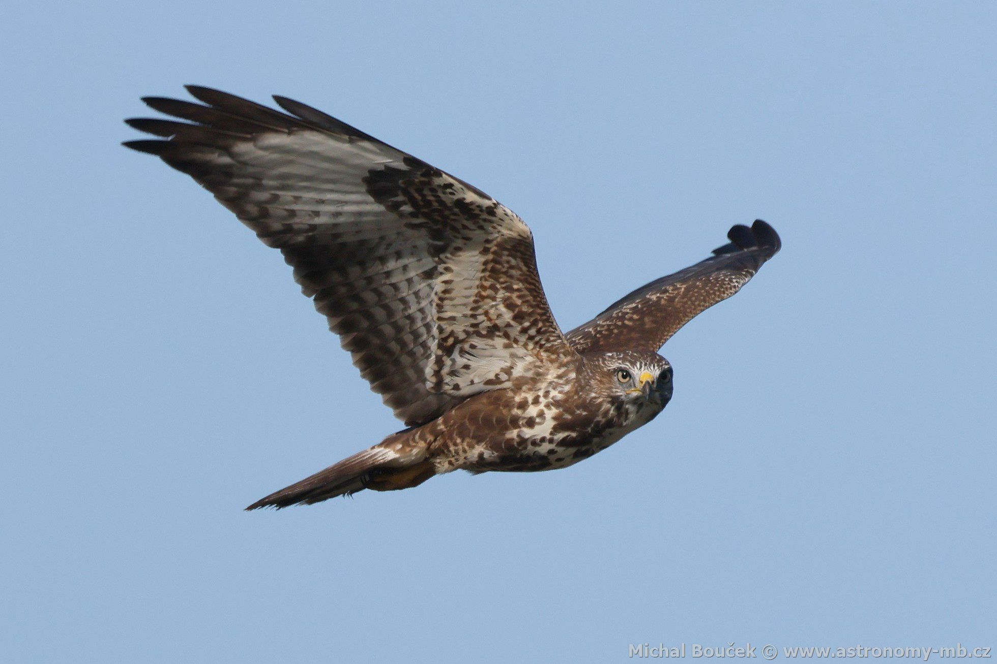 Káně lesní (Buteo buteo)