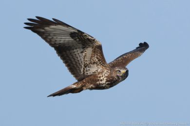 Kán lesní (Buteo buteo)