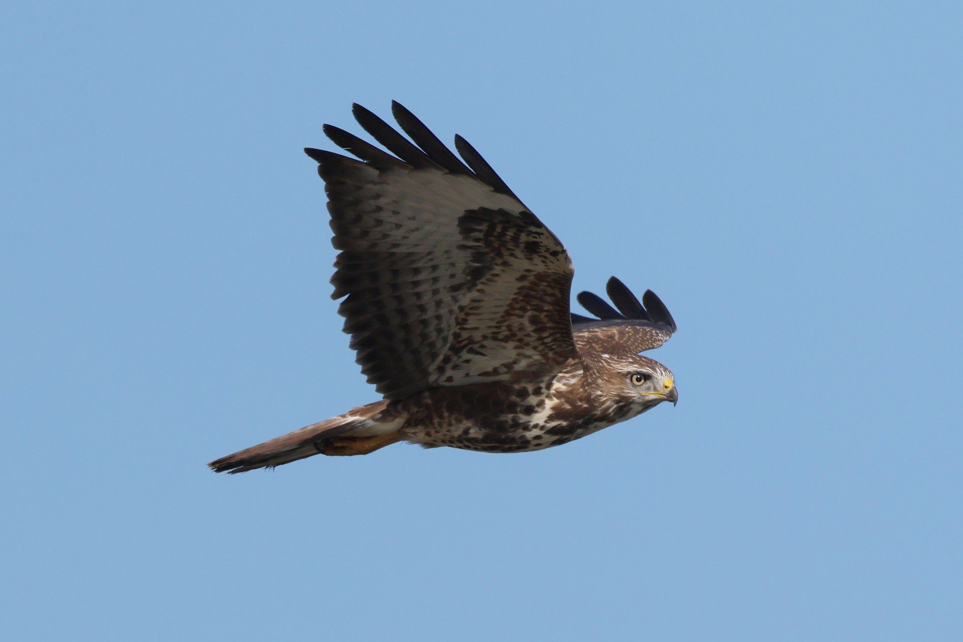 Káně lesní (Buteo buteo)