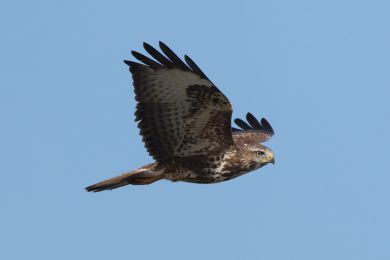Kán lesní (Buteo buteo)