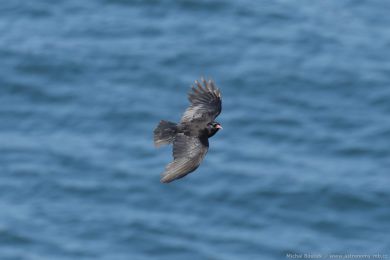 Kav�e �ervenozob&eacute; (Pyrrhocorax pyrrhocorax)