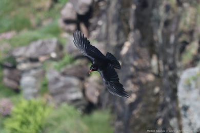 Kav�e �ervenozob&eacute; (Pyrrhocorax pyrrhocorax)