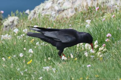 Kav�e �ervenozob&eacute; (Pyrrhocorax pyrrhocorax)