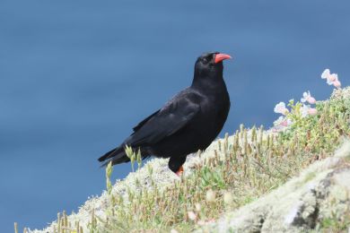 Kav�e �ervenozob&eacute; (Pyrrhocorax pyrrhocorax)
