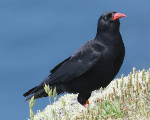 Kave ervenozobé (Pyrrhocorax pyrrhocorax)