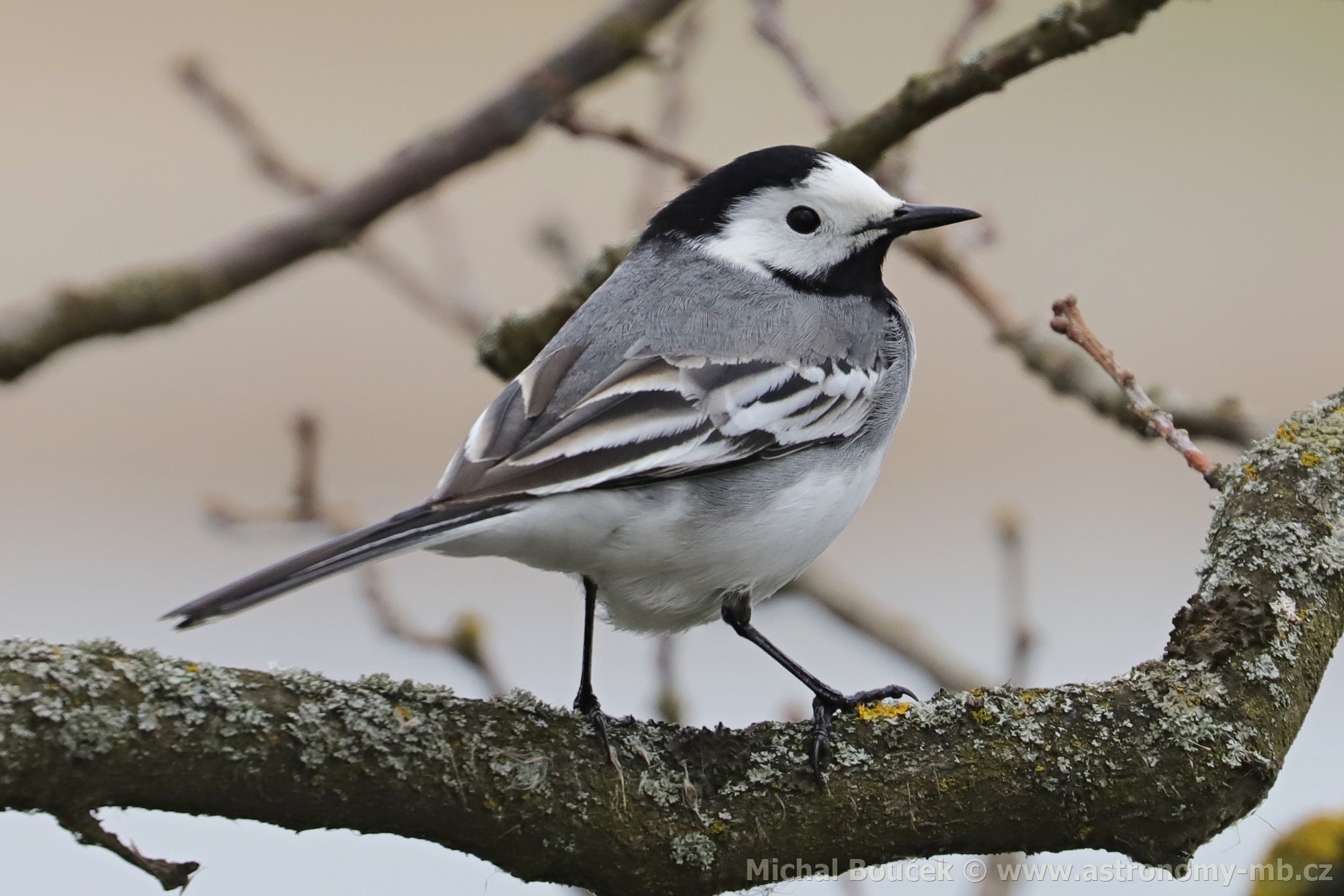 Konipas bílý (Motacilla alba)