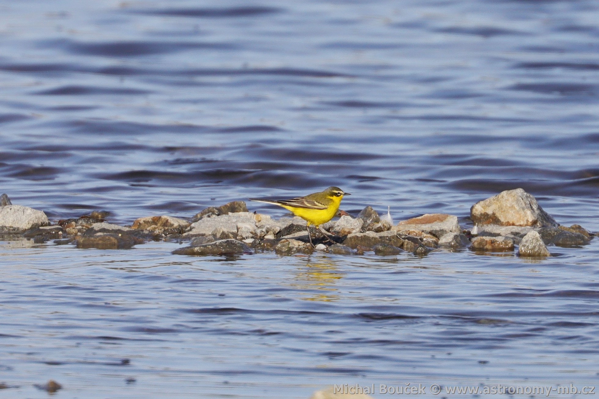 Konipas luční (Motacilla flava) Konipas luční (Motacilla flava)