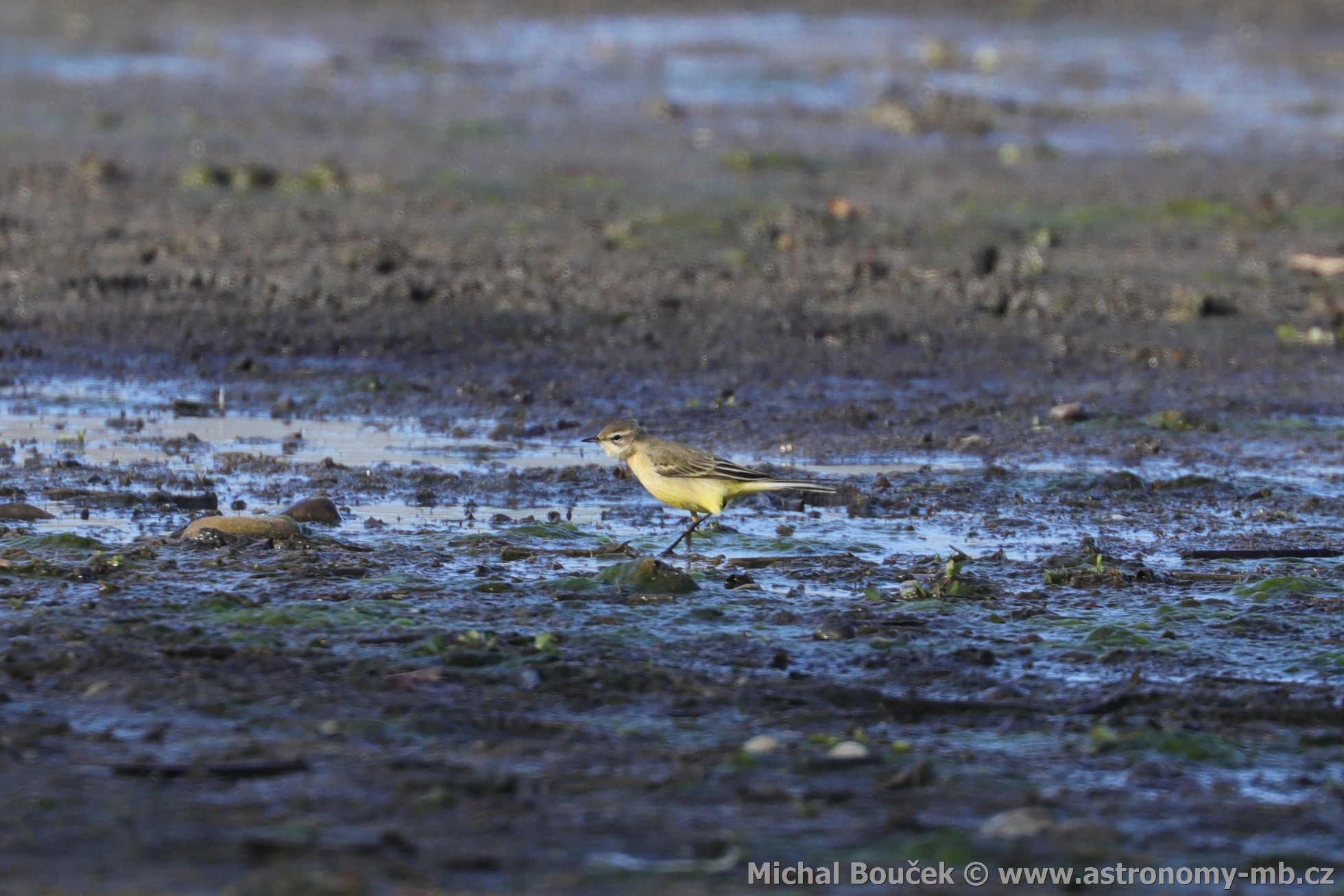Konipas luční (Motacilla flava) Konipas luční (Motacilla flava)