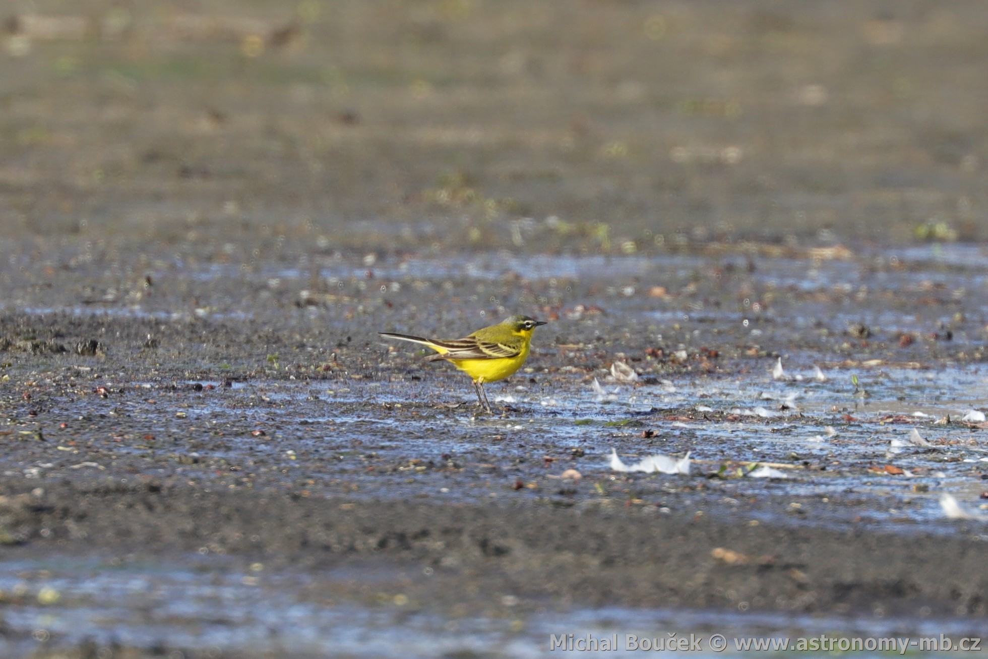Konipas luční (Motacilla flava) Konipas luční (Motacilla flava)