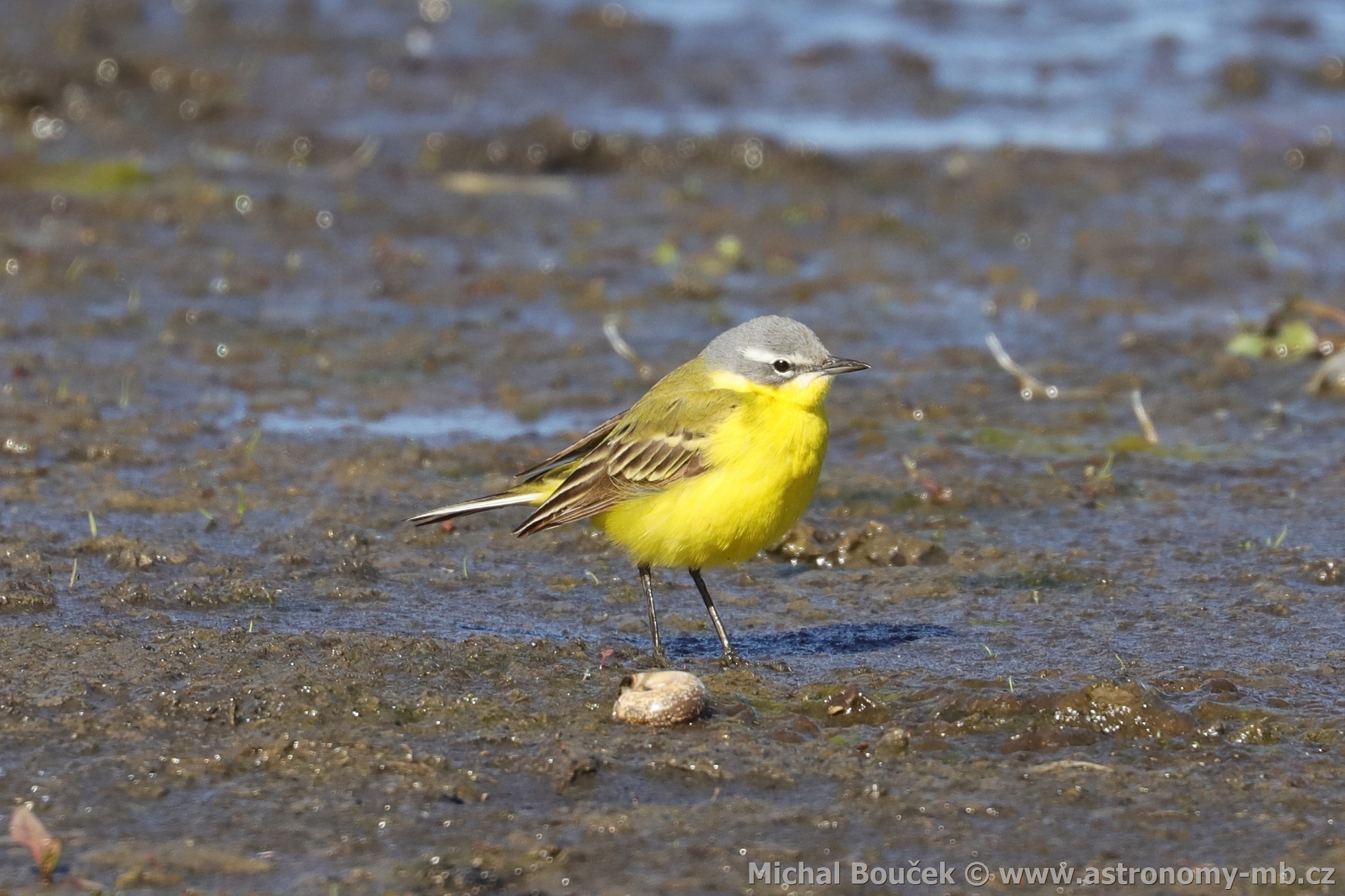 Konipas luční (Motacilla flava) Konipas luční (Motacilla flava)