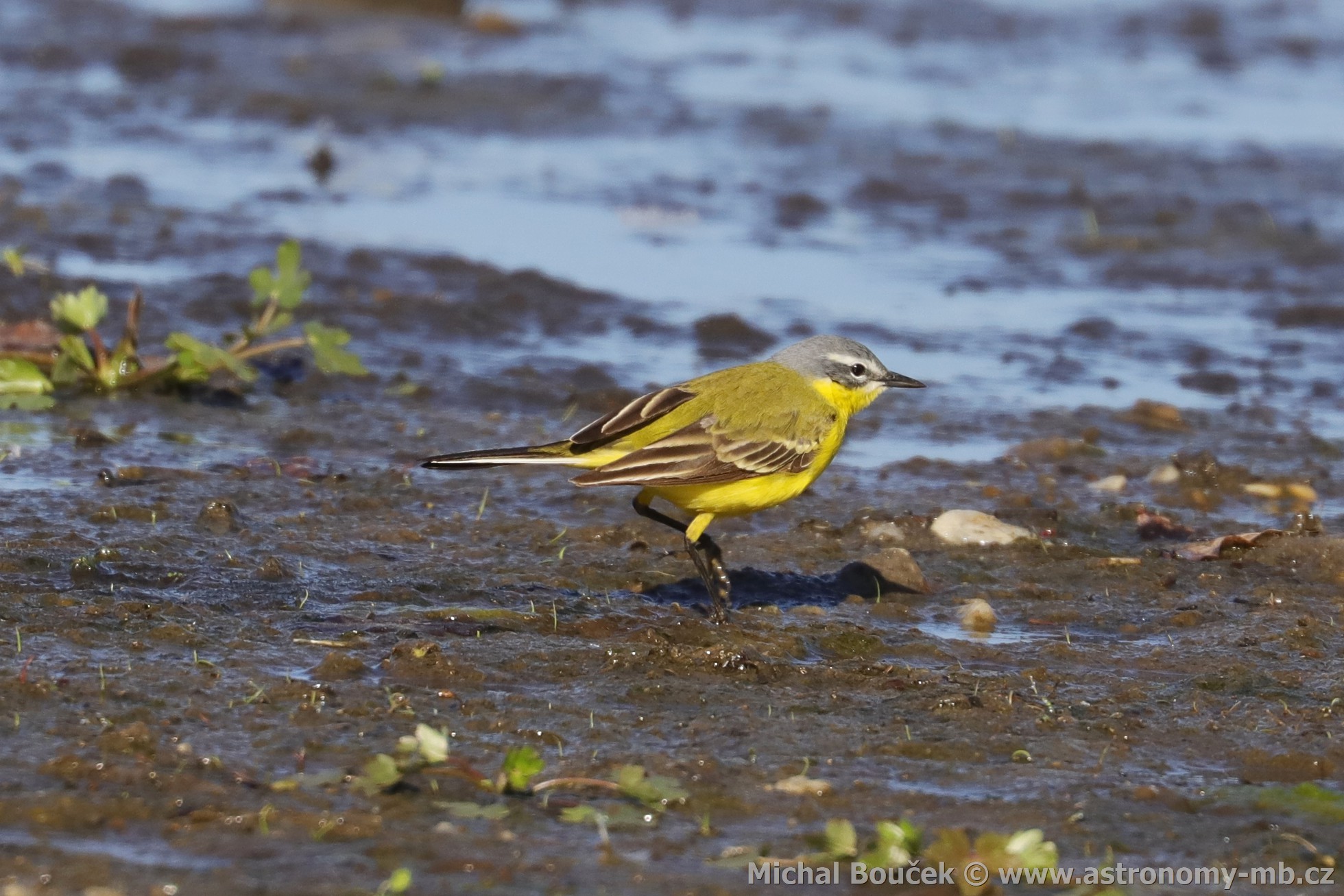 Konipas luční (Motacilla flava) Konipas luční (Motacilla flava)
