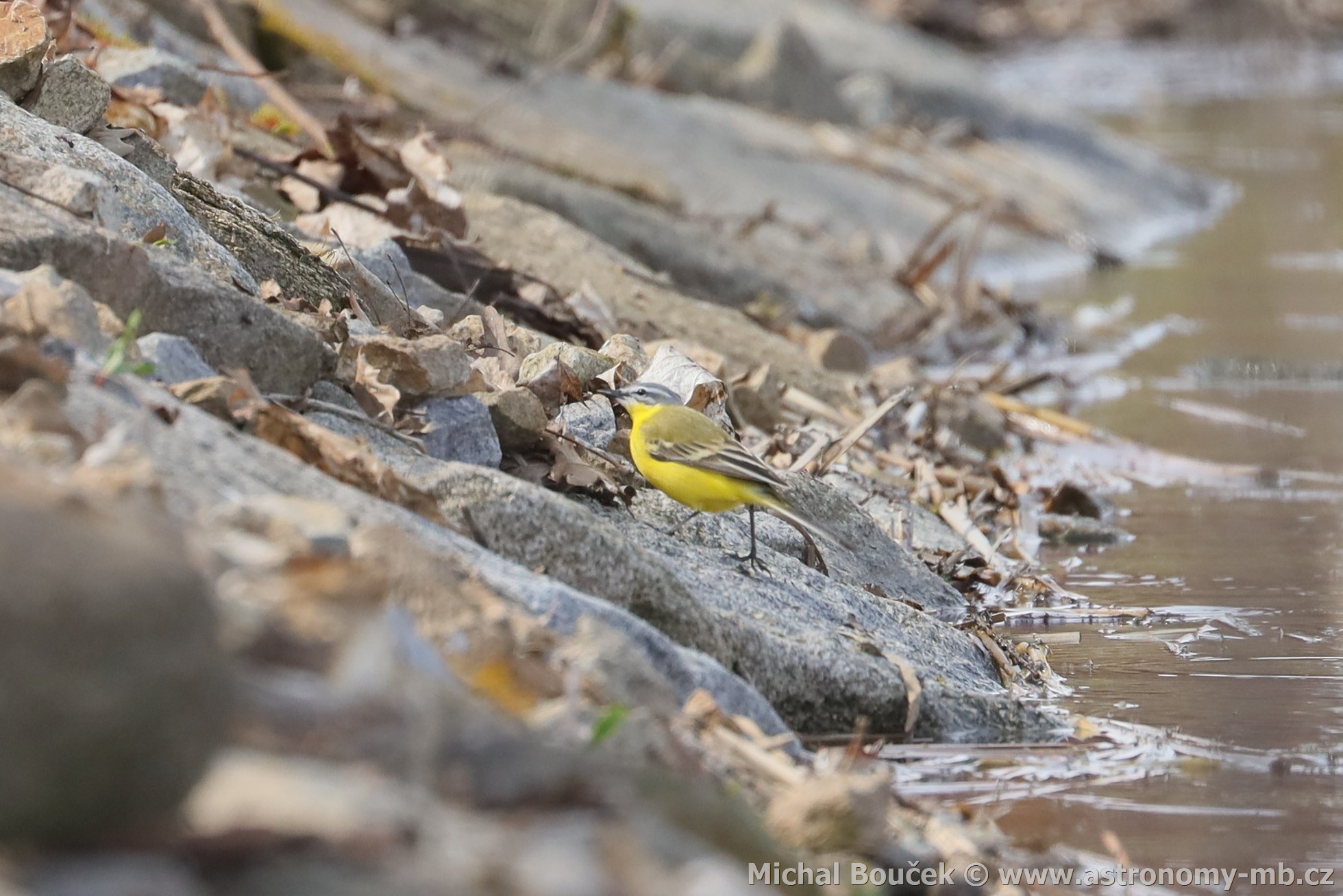 Konipas luční (Motacilla flava) Konipas luční (Motacilla flava)