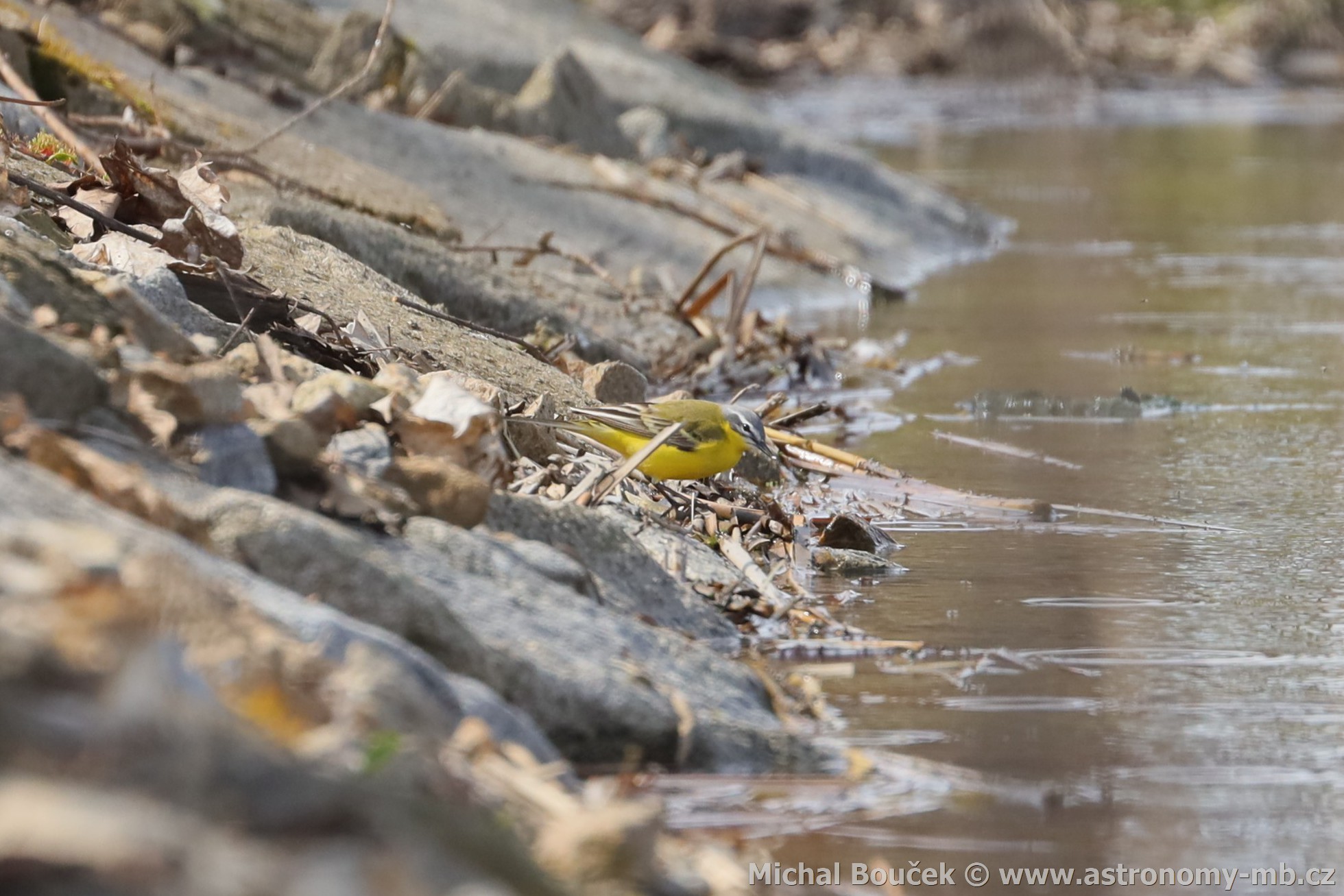 Konipas luční (Motacilla flava) Konipas luční (Motacilla flava)