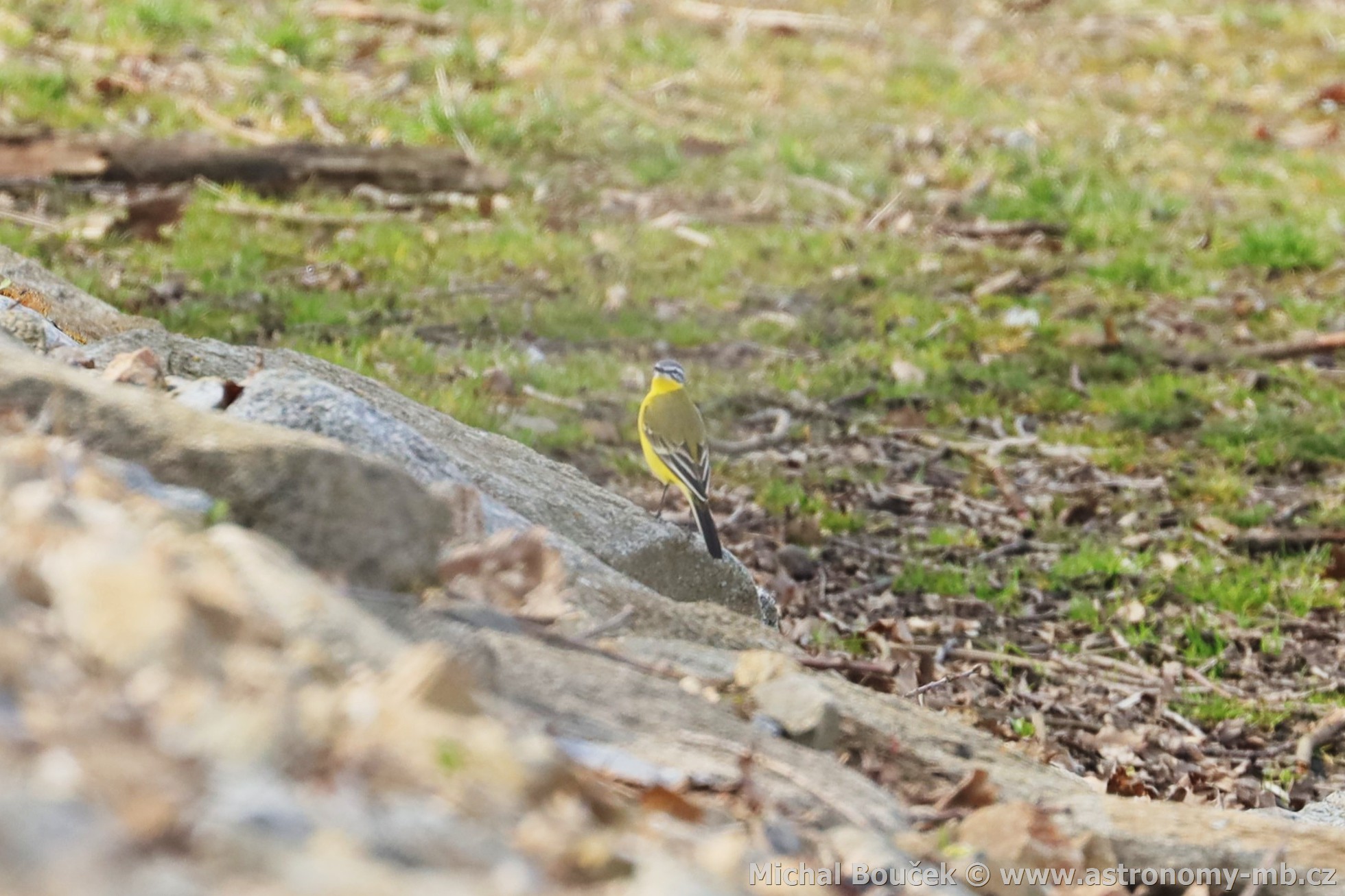 Konipas luční (Motacilla flava) Konipas luční (Motacilla flava)