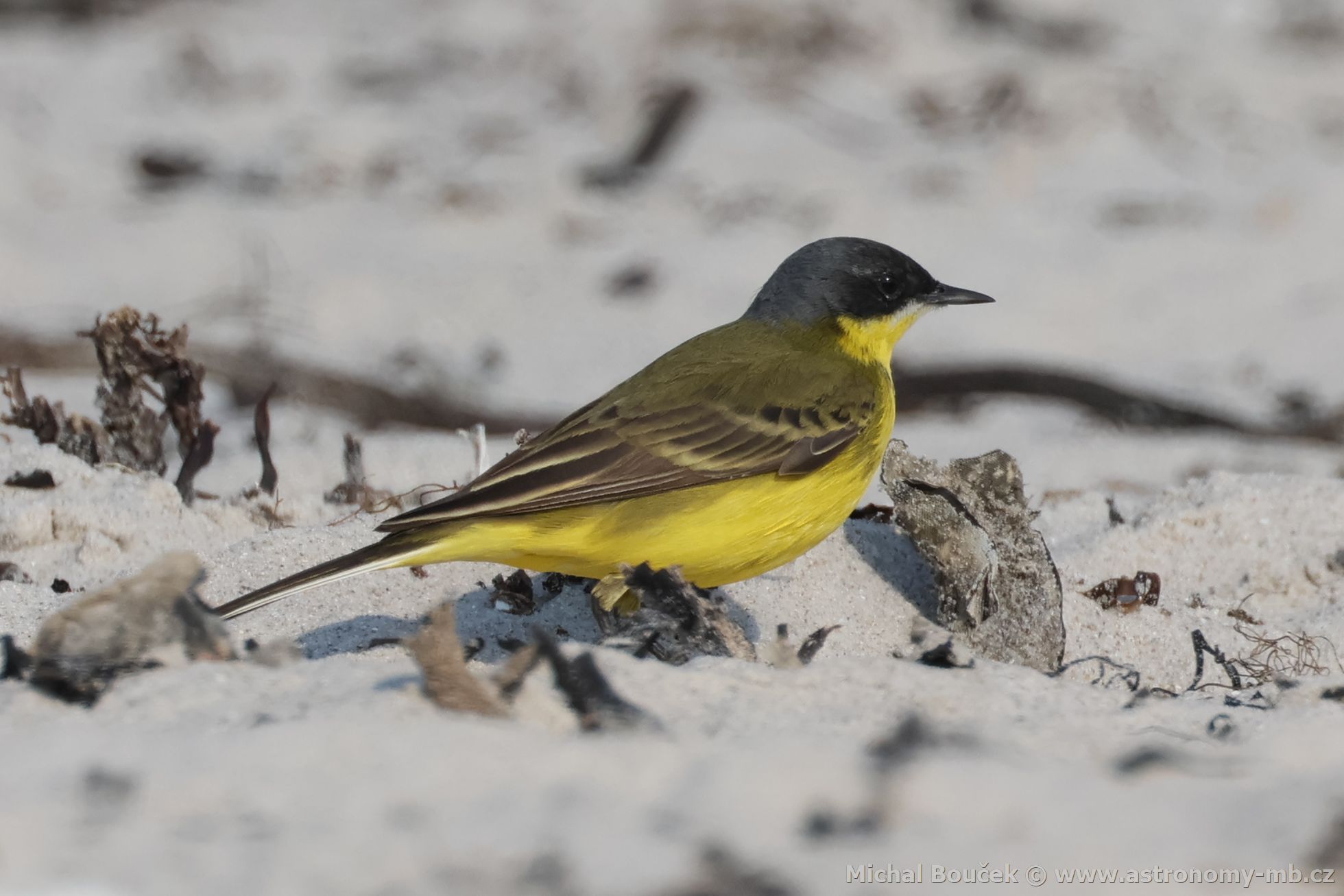 Konipas luční (Motacilla flava) Konipas luční (Motacilla flava)