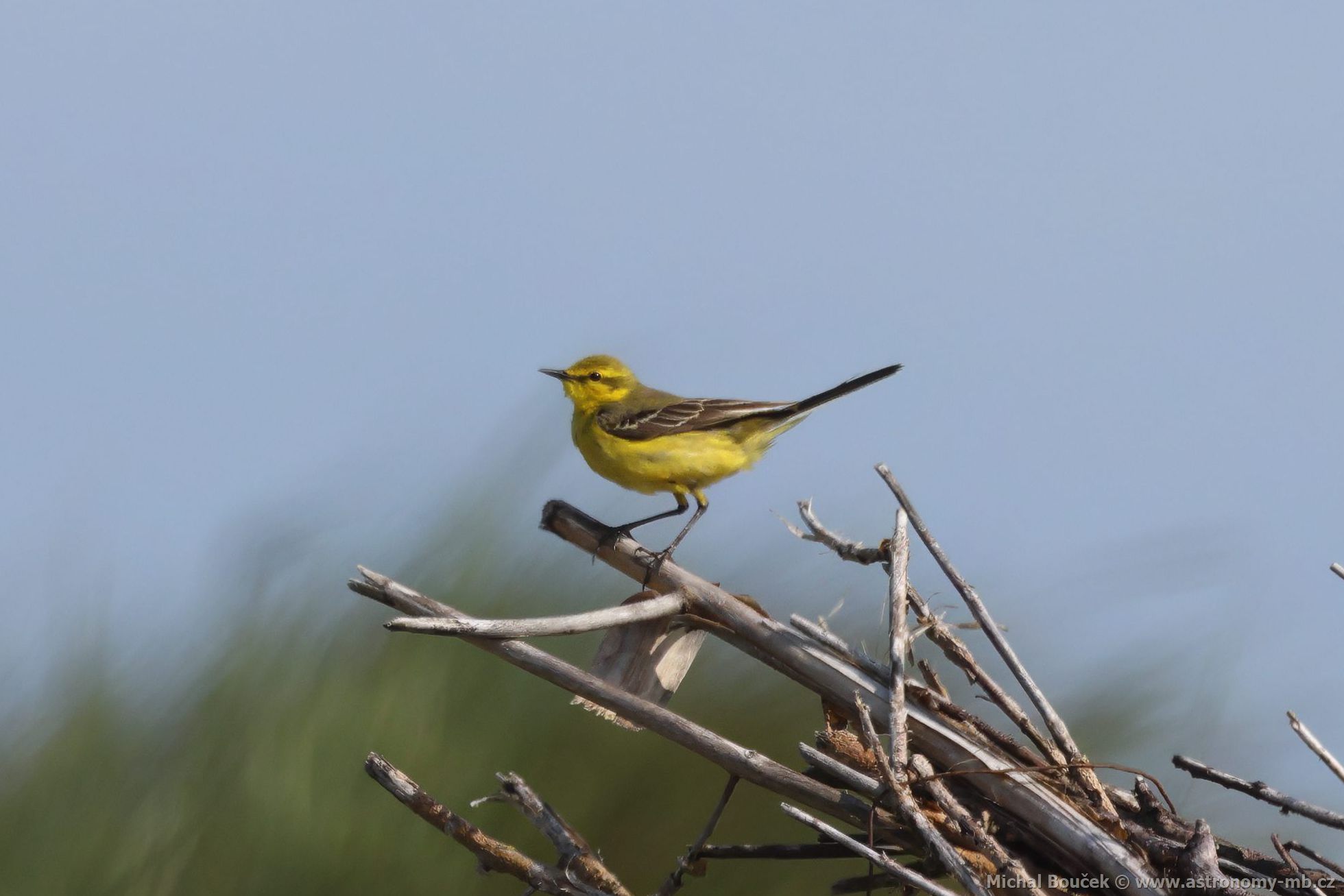 Konipas luční (Motacilla flava) Konipas luční (Motacilla flava)