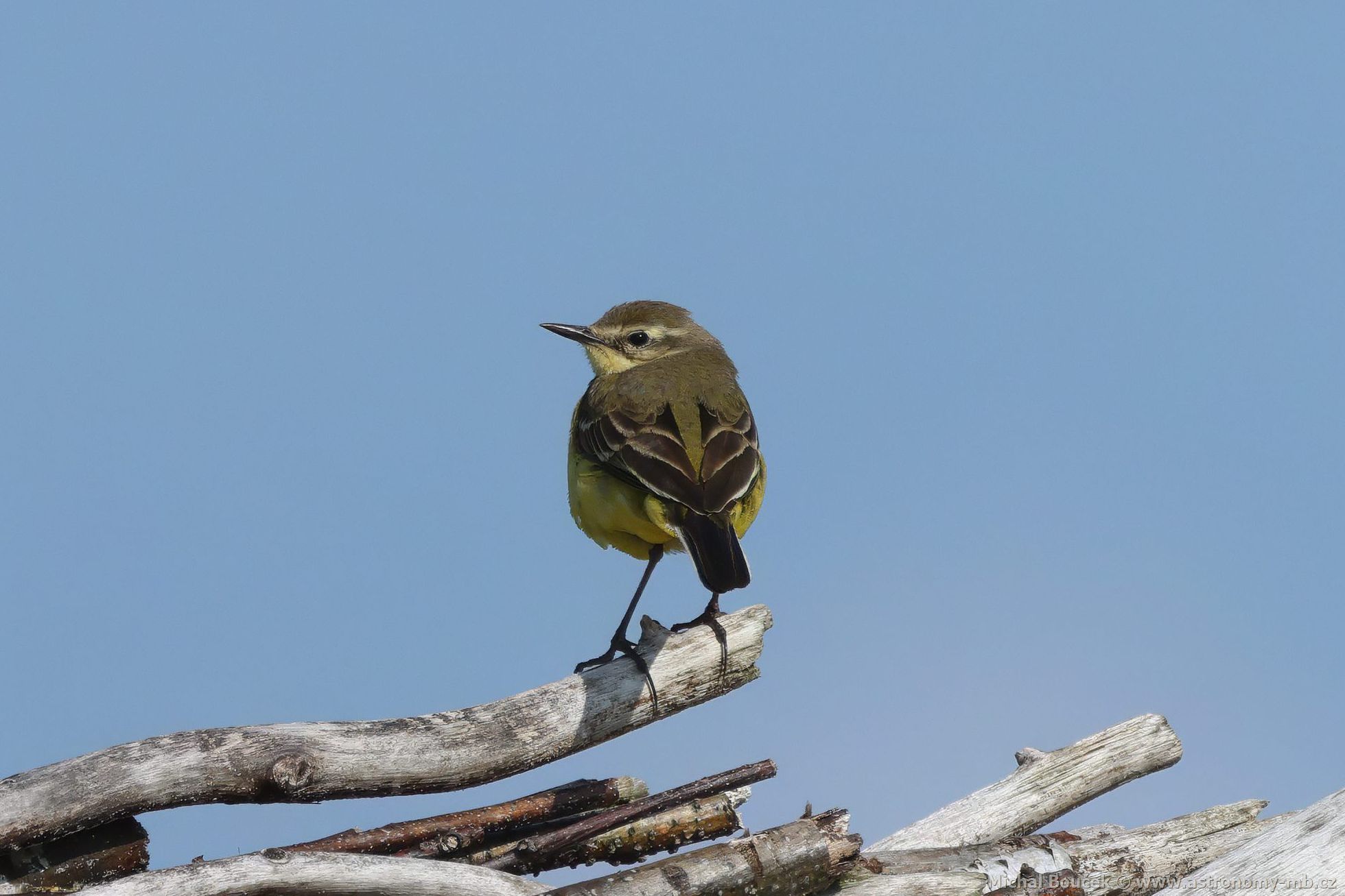 Konipas luční (Motacilla flava) Konipas luční (Motacilla flava)