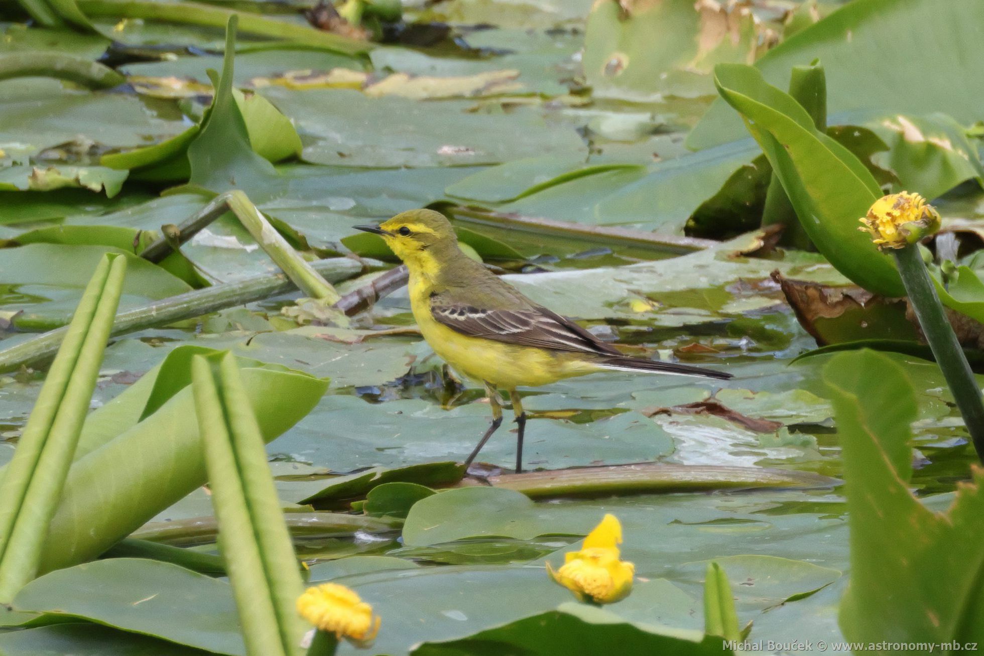 Konipas luční (Motacilla flava) Konipas luční (Motacilla flava)