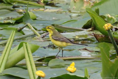 Konipas luční (Motacilla flava) Konipas luční (Motacilla flava)