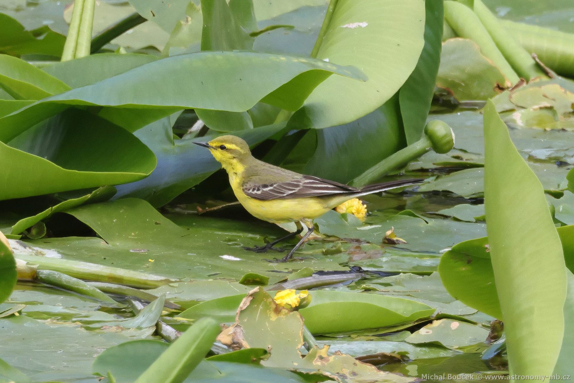 Konipas luční (Motacilla flava) Konipas luční (Motacilla flava)
