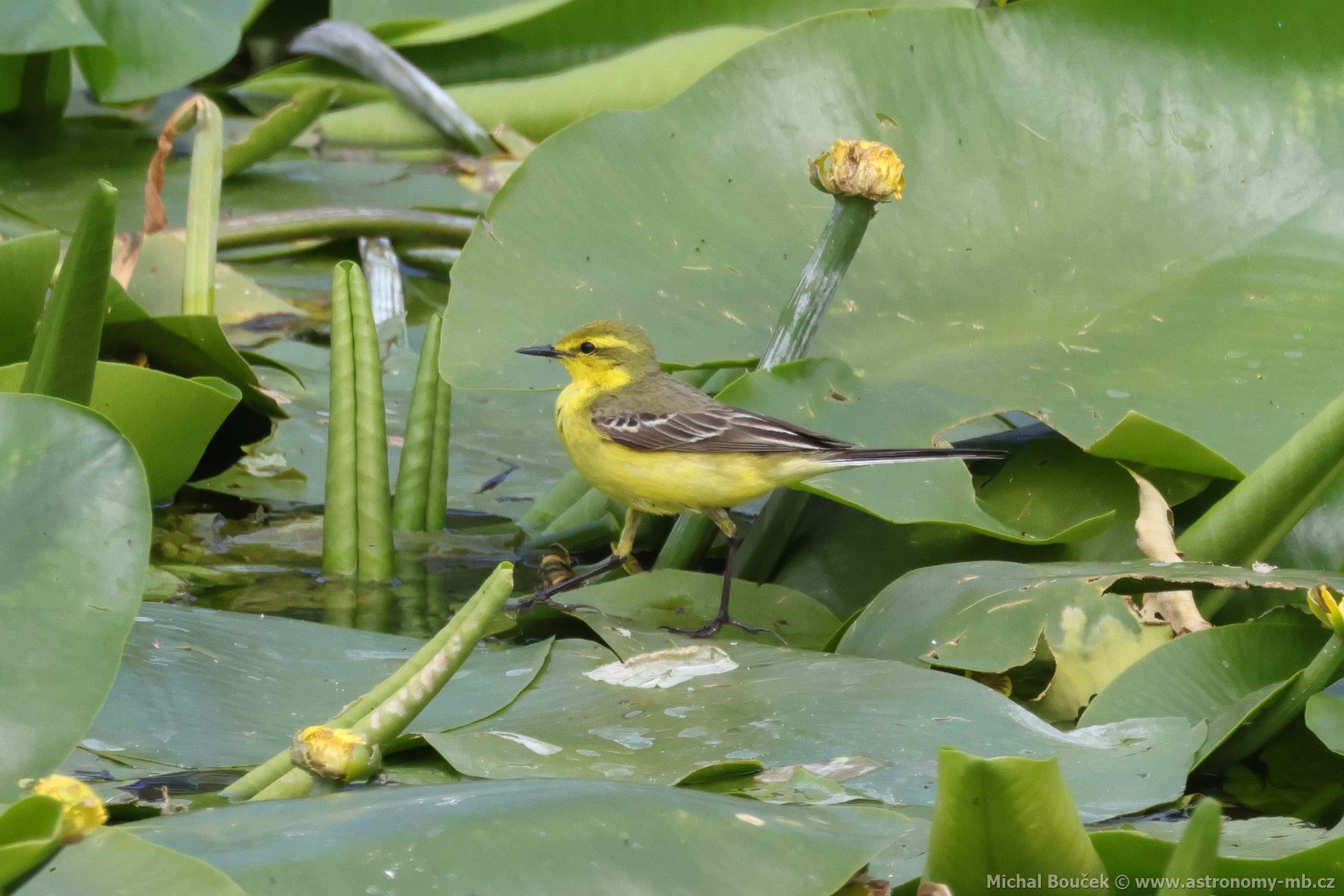 Konipas luční (Motacilla flava) Konipas luční (Motacilla flava)