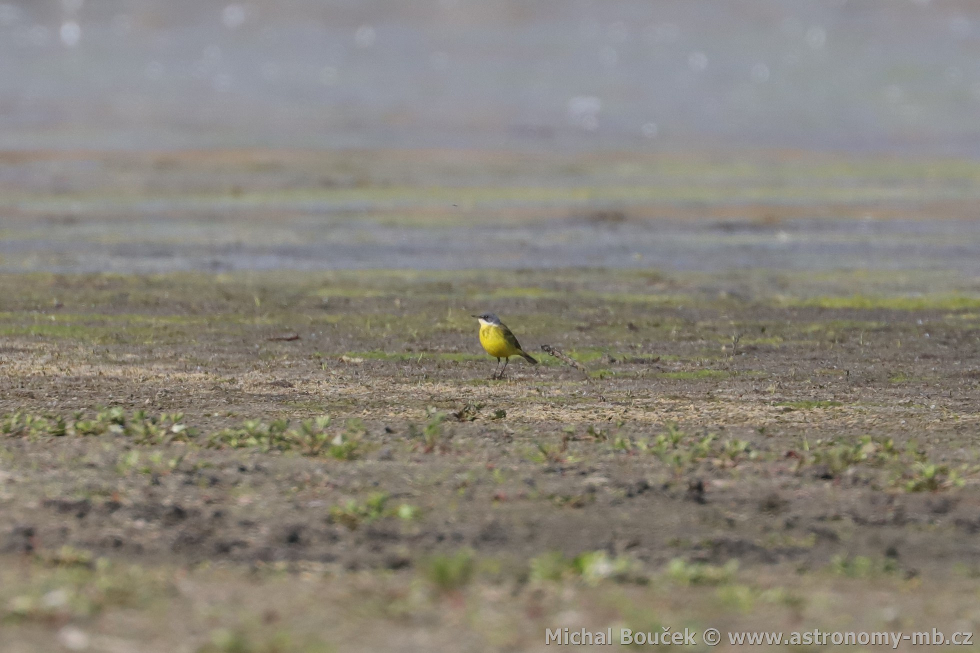 Konipas luční (Motacilla flava) Konipas luční (Motacilla flava)
