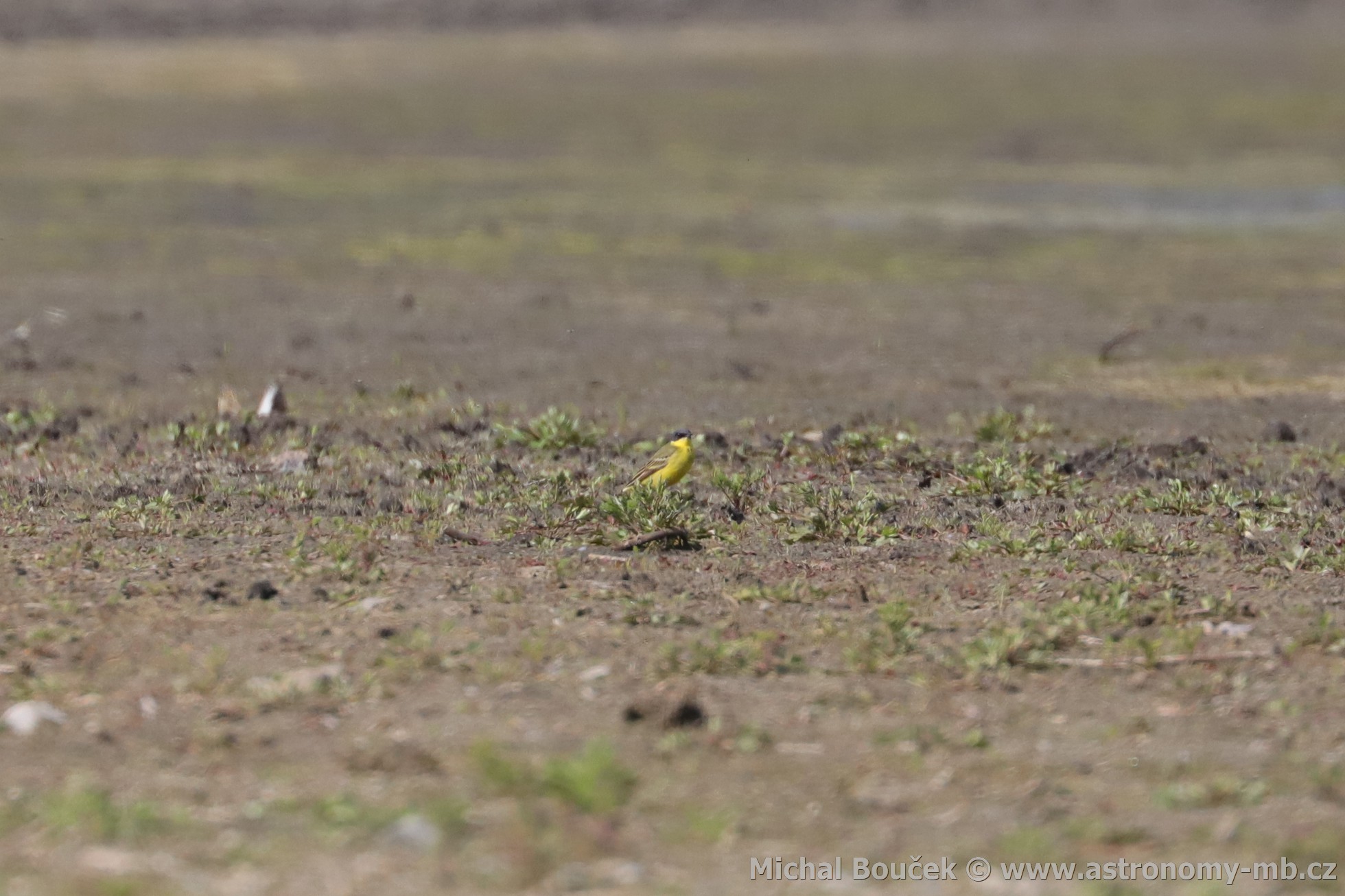 Konipas luční (Motacilla flava) Konipas luční (Motacilla flava)