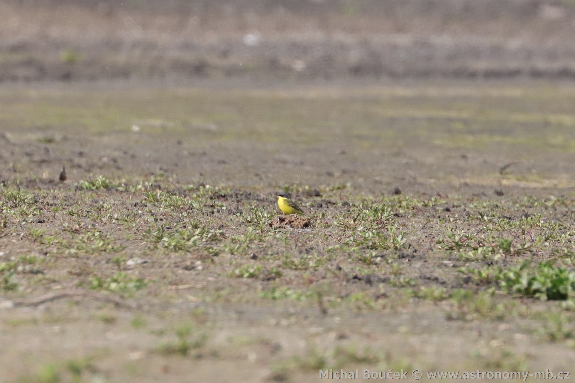 Konipas luční (Motacilla flava) Konipas luční (Motacilla flava)
