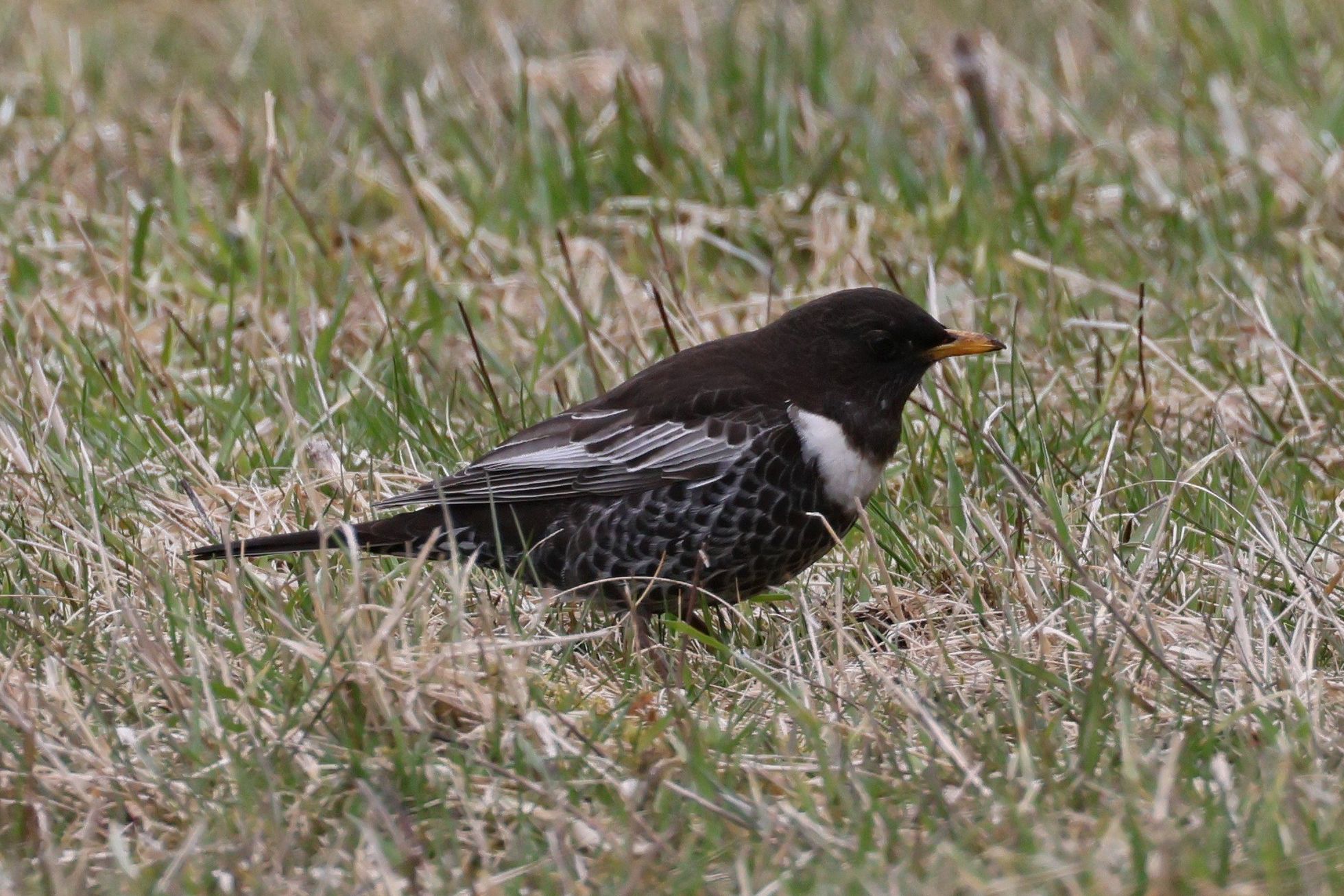 Kos horský (Turdus torquatus) Kos horský (Turdus torquatus)