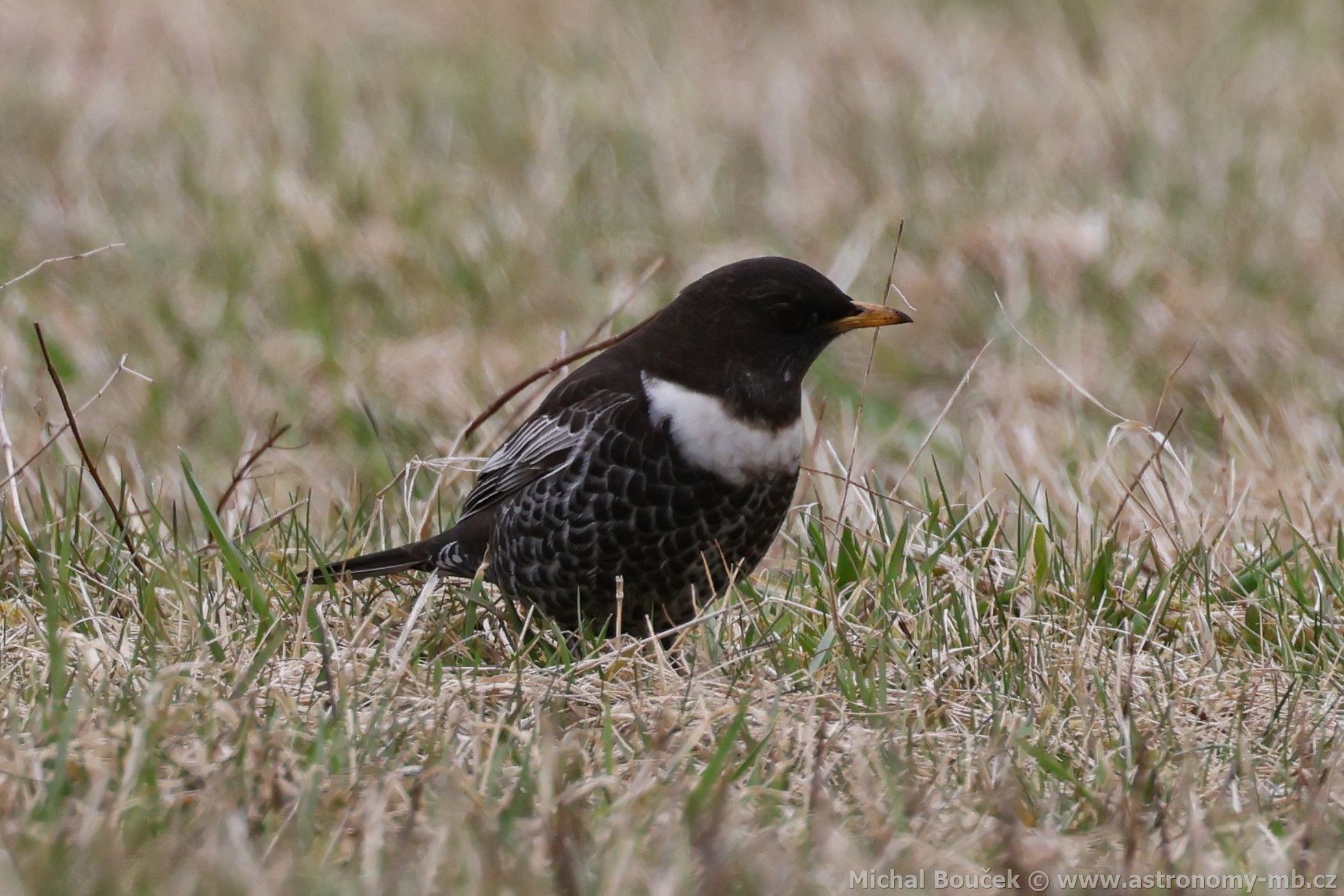 Kos horský (Turdus torquatus) Kos horský (Turdus torquatus)