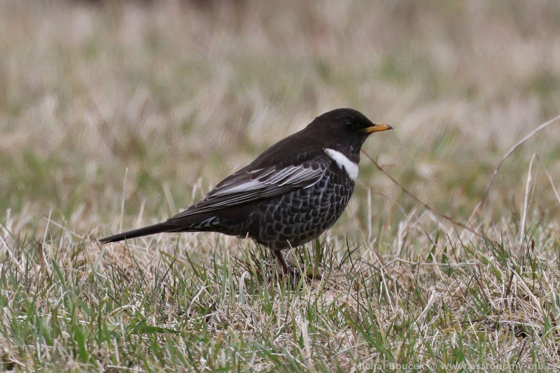 Kos horský (Turdus torquatus) Kos horský (Turdus torquatus)