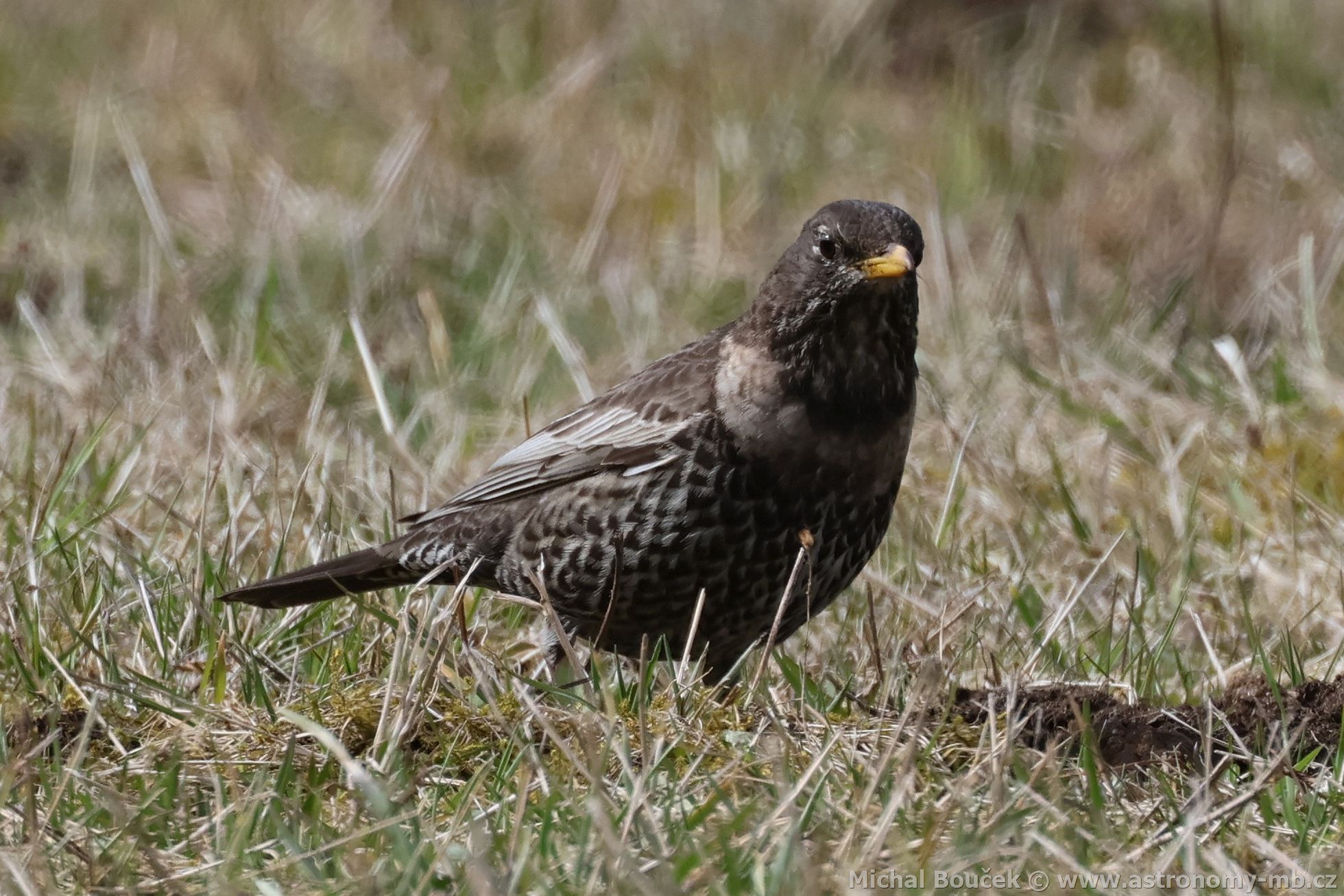 Kos horský (Turdus torquatus) Kos horský (Turdus torquatus)