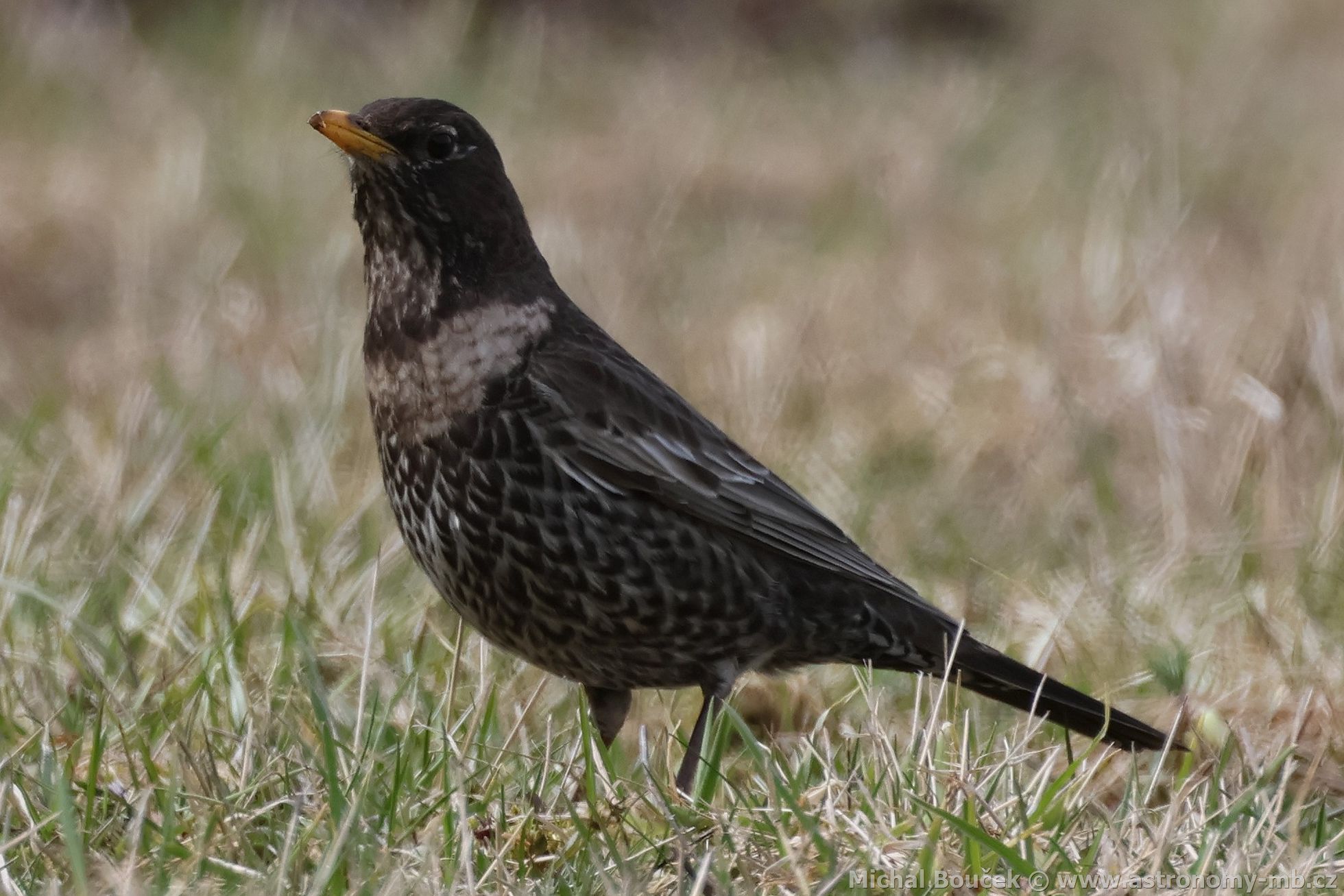 Kos horský (Turdus torquatus) Kos horský (Turdus torquatus)
