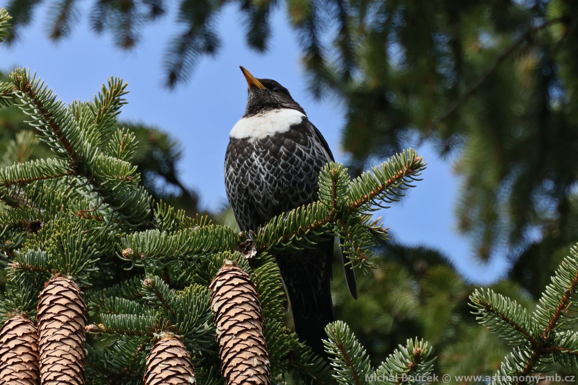 Kos horský (Turdus torquatus) Kos horský (Turdus torquatus)