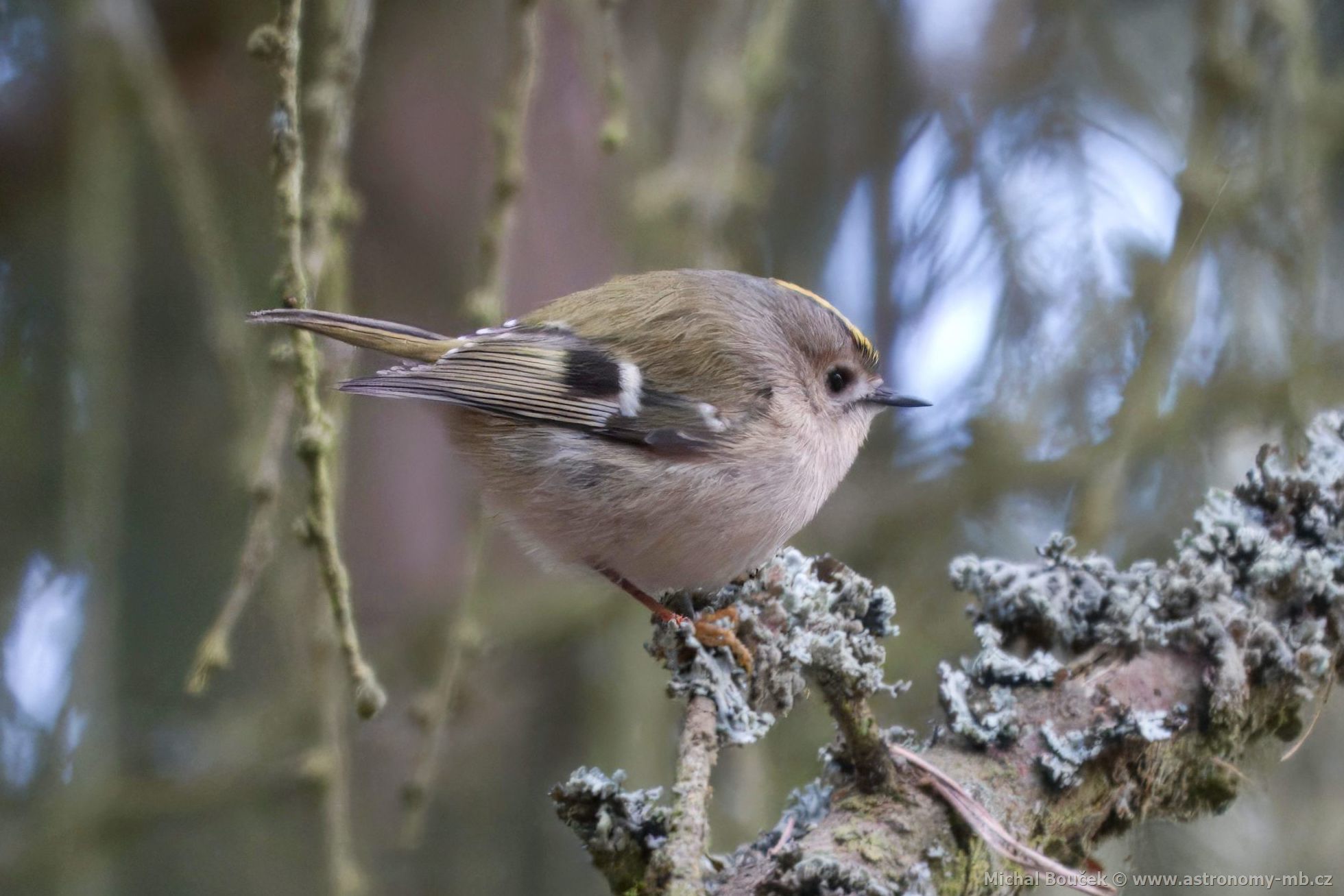 Králíček obecný (Regulus regulus) Králíček obecný (Regulus regulus)
