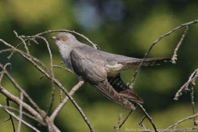 Kukačka obecná (Cuculus canorus) Kukačka obecná (Cuculus canorus)