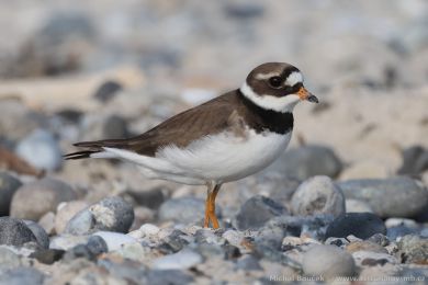 Kul&iacute;k p&iacute;se�n&yacute; (Charadrius hiaticula)