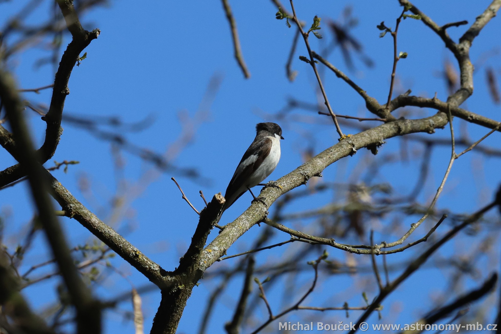 Lejsek ernohlavý (Ficedula hypoleuca)