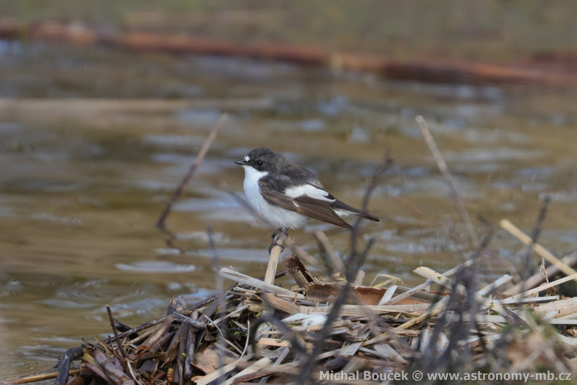 Lejsek ernohlavý (Ficedula hypoleuca)