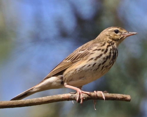 Linduška lesní (Anthus trivialis)