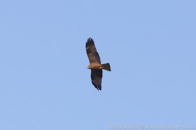 Lu�&aacute;k hn�d&yacute; (Milvus migrans)